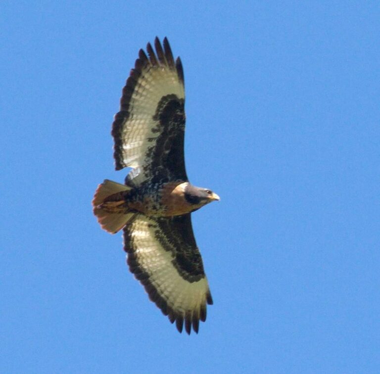 Jackal-Buzzard